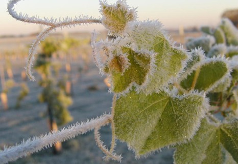 frost (photo: NOAA)